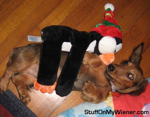 Fenway Frank gets a hug from his penguin.