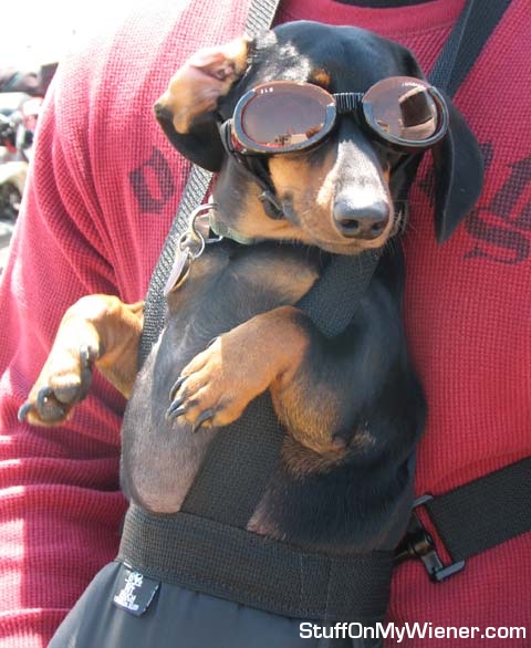Jack in his harness and doggles.