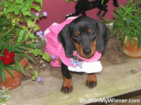 Matilda in a dress with the flower pots.