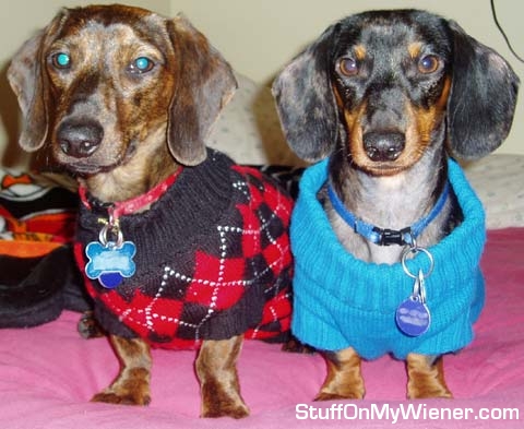 Monty and Jelly Bean in their winter sweaters.