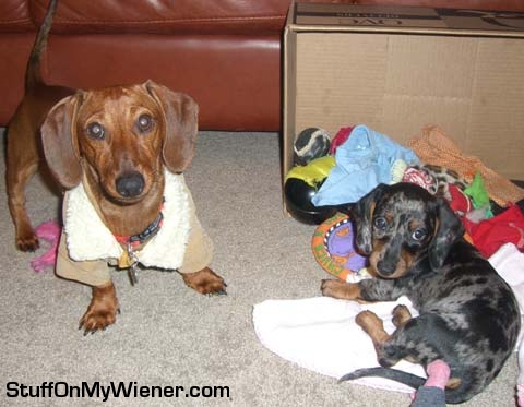 Ollie and his new brother Jerry.