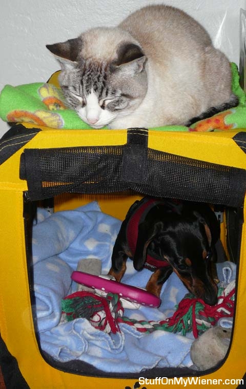 Parker in his crate, with kitty on top.