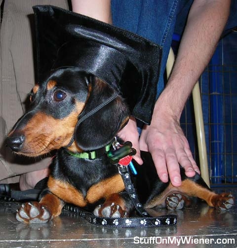 Razputin in his graduation cap.