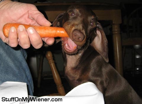 Rolo eating a carrot.