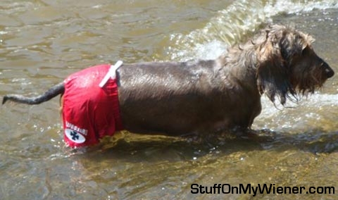 Rowdy on beach patrol.