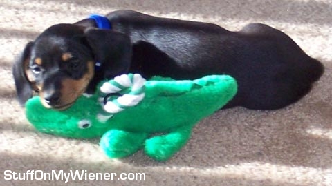 Sawyer using his gator toy as a pillow.