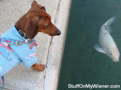 Schatzi watching a Koi