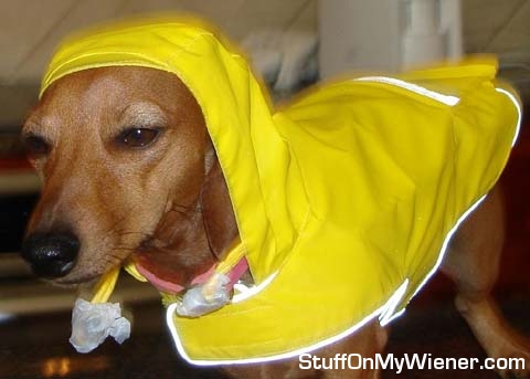 Winnie in her raincoat.