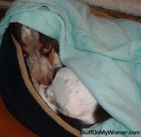 Yocco in bed under his blanky.