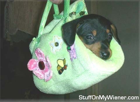 Puppy in a handbag.