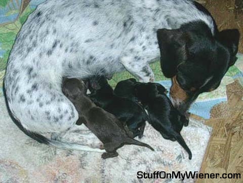 Beanie and her babies.