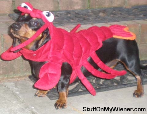 Coco in lobster costume.