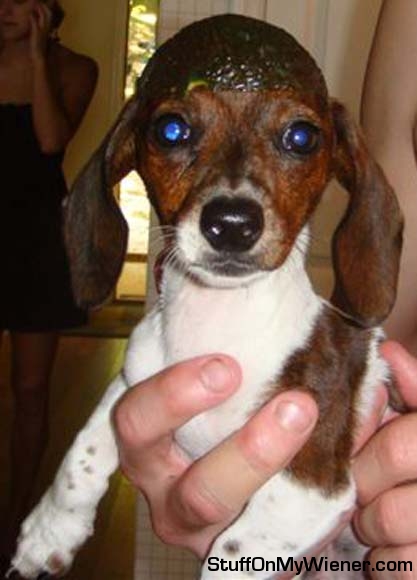 Frankenstein in an avocado helmet.