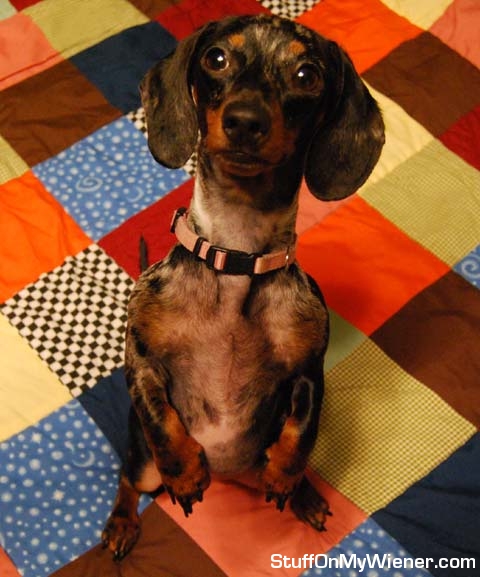 Greta, admiring the quilt her mommy made.