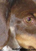 Harley close shave #1