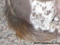 Harley close shave #2