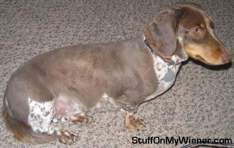 Harley with a close shave.