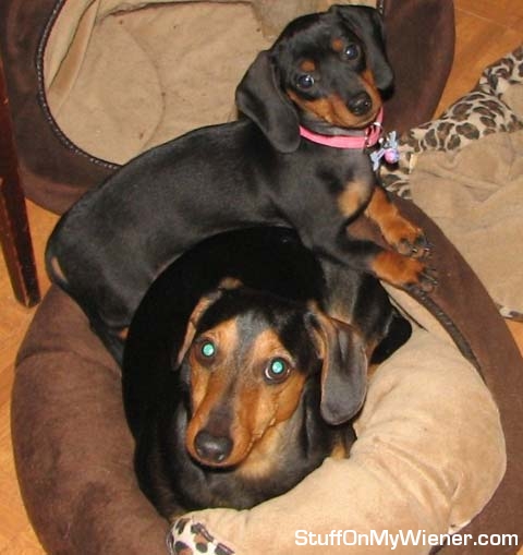 Jasper protests at having to share his bed with the new puppy.