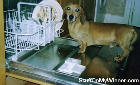 Monty lends a hand with the dish washing.