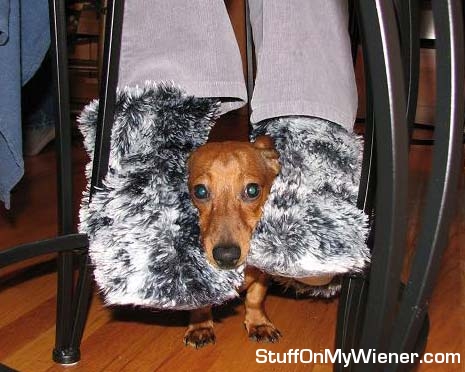 Moose with slippers around his head.