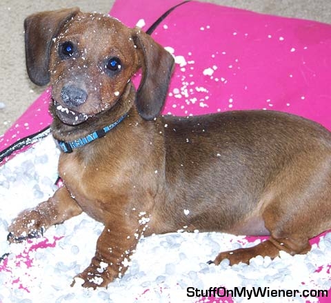 Oliver after he destroyed his sister’s bed.