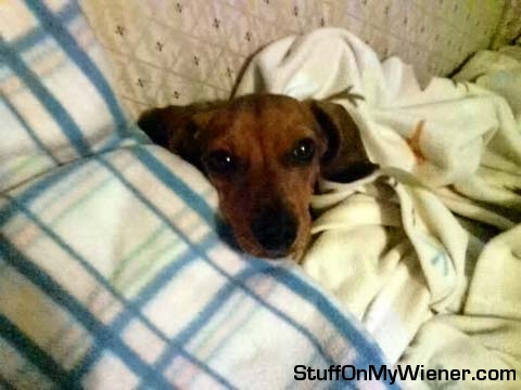 Laundry day with Oscar.