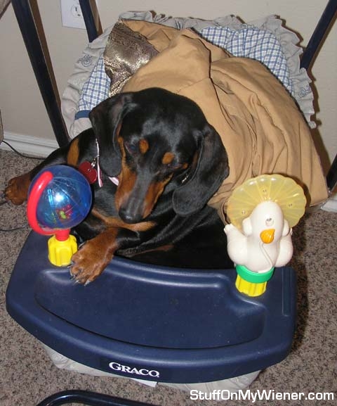 Roxie in the baby swing.