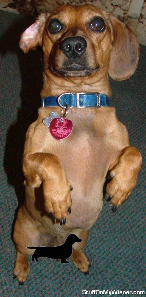 Rusty sitting up for a treat.