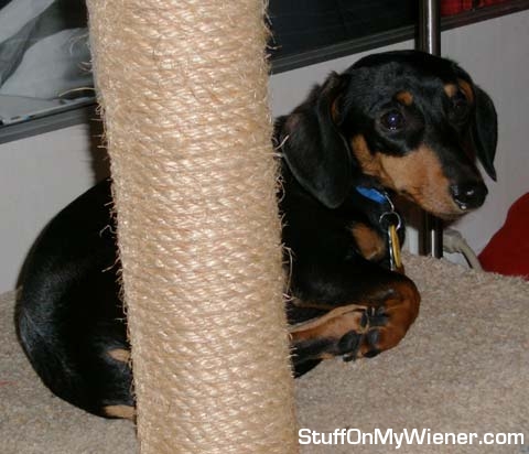 Sawyer “owning” the cat post.