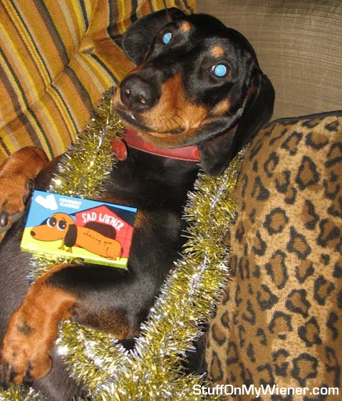 Schnitzel Von Krumm lounging on the couch.