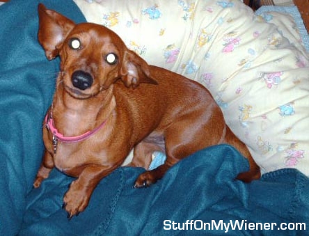 Sugar complaining about being woken up.