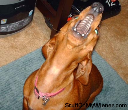 Sugar singing to her favorite song.