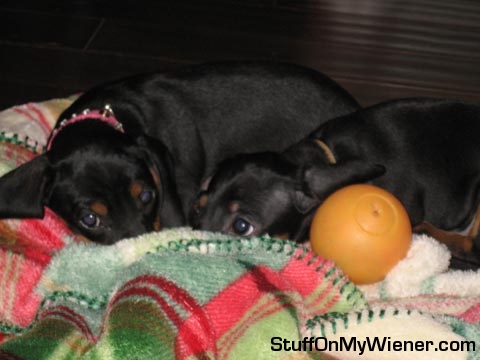 Tilly and Bailey hiding in bed.