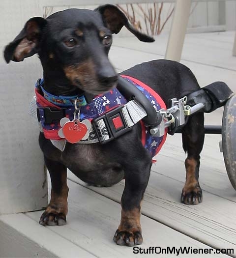 Trooper showing his patriotic support.