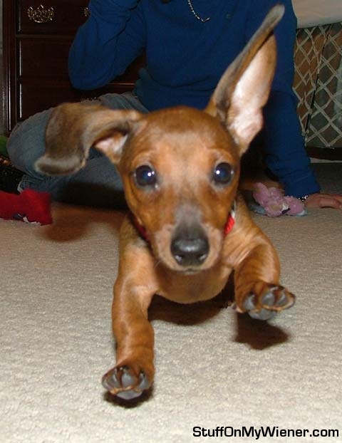 Tucker running to mom at full speed.