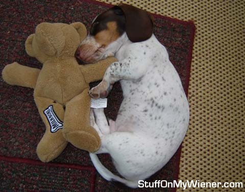 Yocco takes a nap beside Teddy.