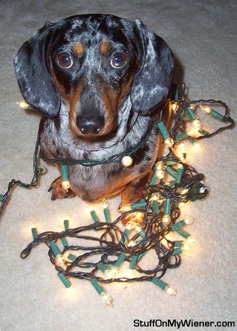 Abbey “helps” hang the lights on the Christmas tree.