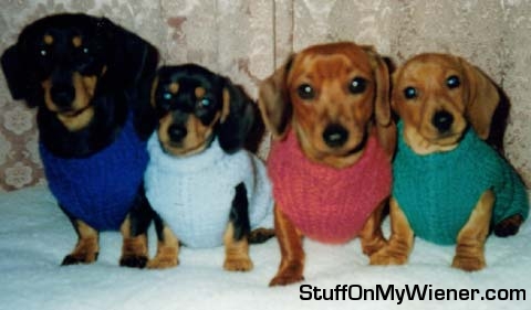 Amy, Alice, Ellie and Monty in their jumpers.