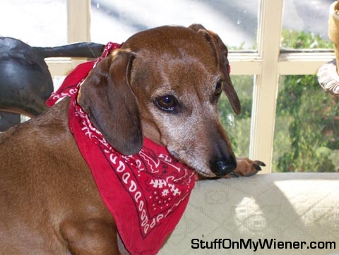 Beans with a bandanna.