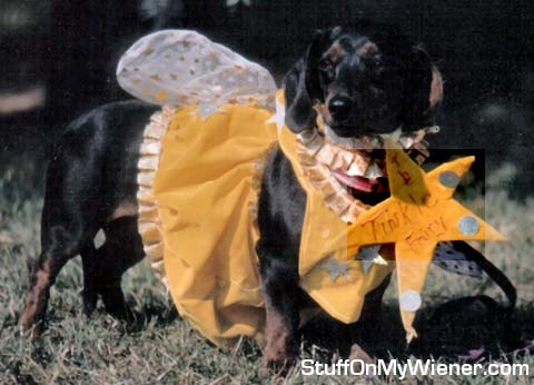 Bruiser in his Tinkle Fairy costume.