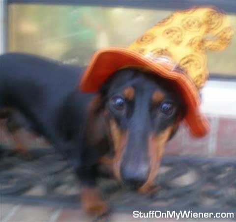 Coco Puff in a witch’s hat.