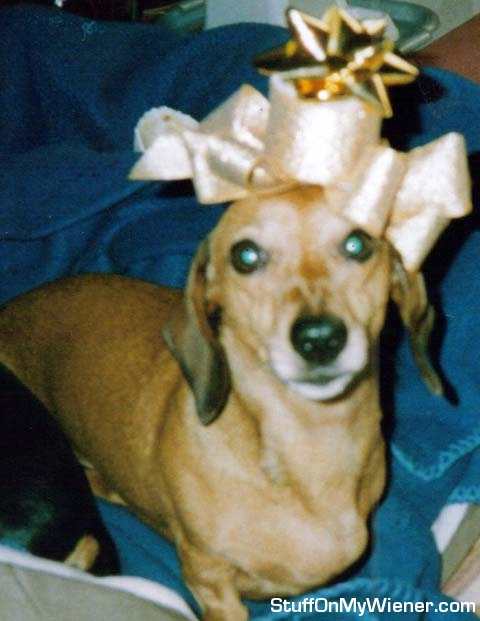 Daphne  pictured here in her Christmas fancy hat.