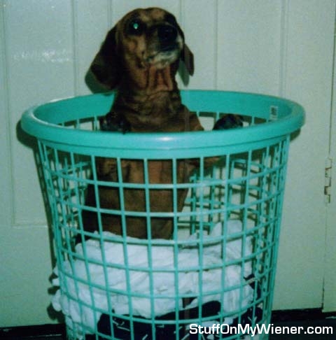 Ellie helping out with the laundry.