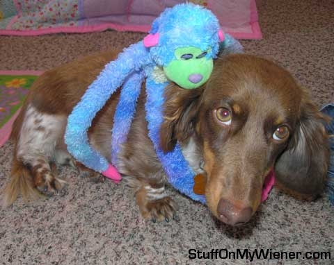 Harley with a monkey on his back.