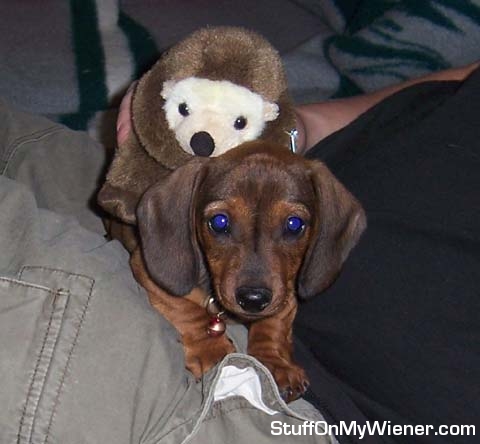 Indy and a stuffed Otter.