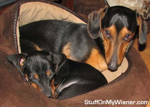 Jasper sharing his bed with Matilda.
