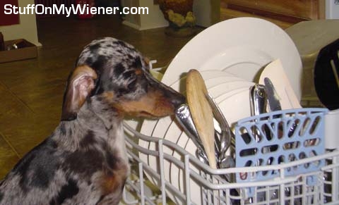 Lacy in dish washer.