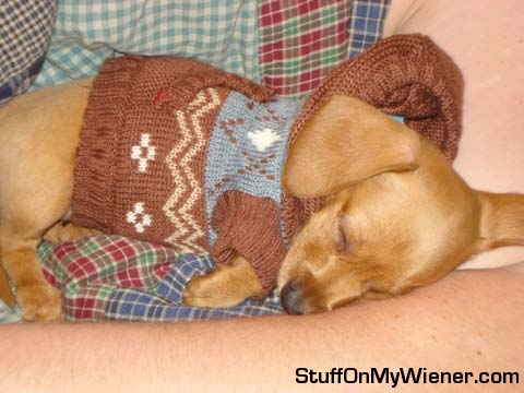 Lily in a sweater at 9 weeks.