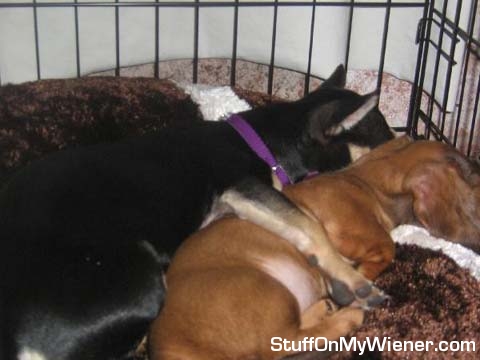 Lola hugging Molly in their crate.