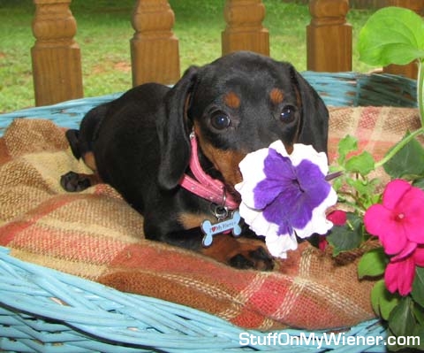 Matilda smelling a flower.